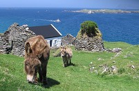 On the Blasket Island